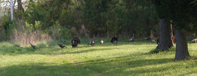 Turkeys