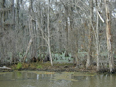 Swamp