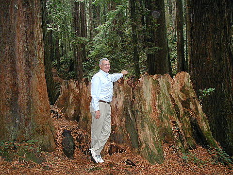 Redwoods