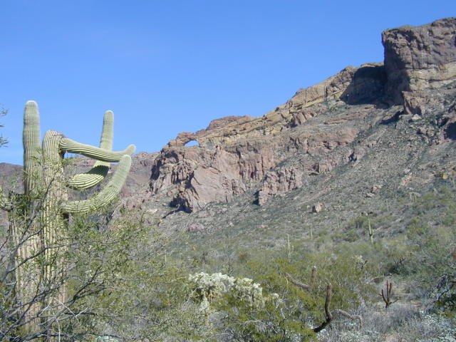 Organ Pipe