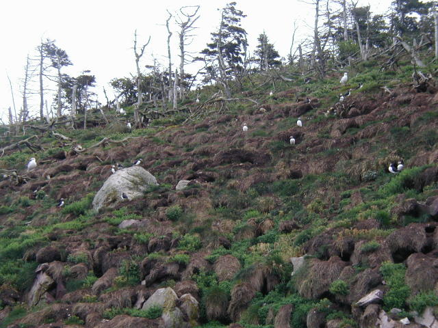 Puffins