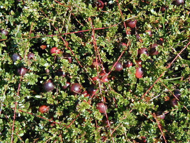 Cranberries