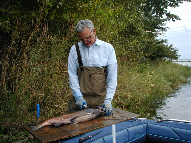 Jim filletting Fish