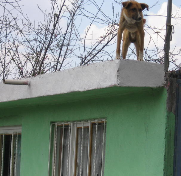Roof Dogs