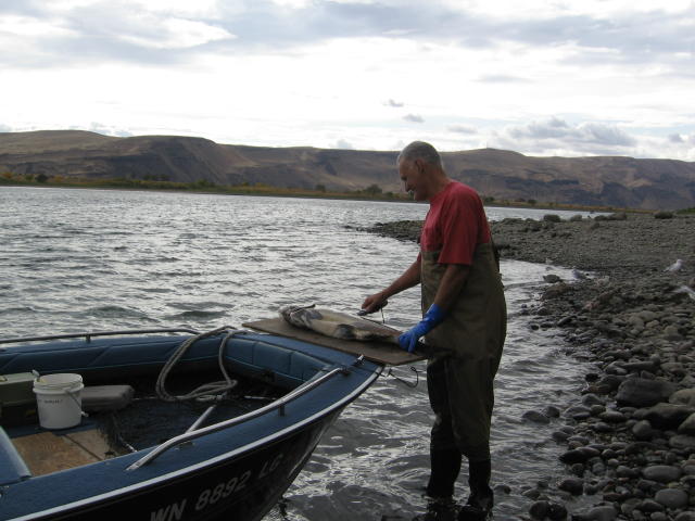 Jim filleting a fish