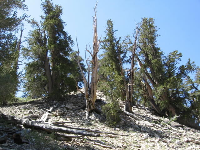 Bristlecone