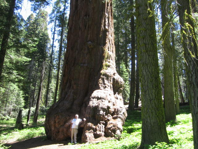 Jim and sequoia