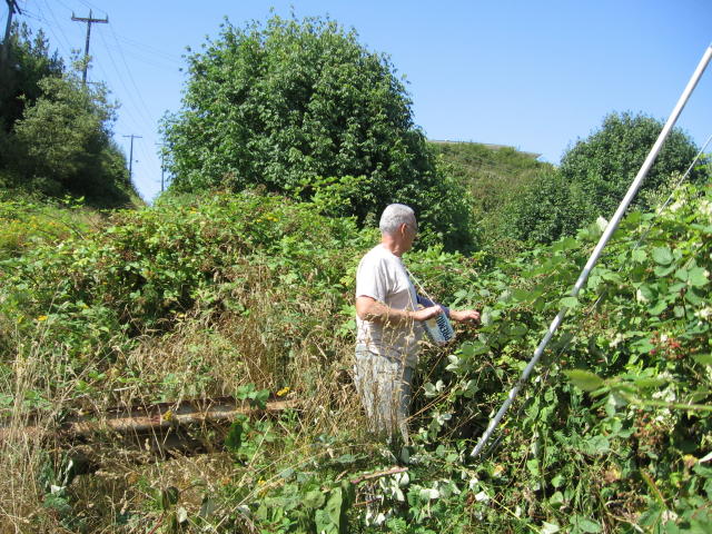 Blackberries