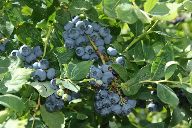 Blueberries