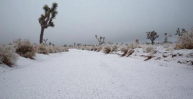 Joshua Tree snow