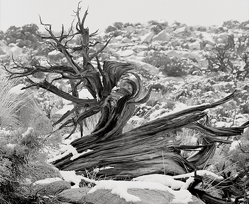 Joshua Tree B&W Picture