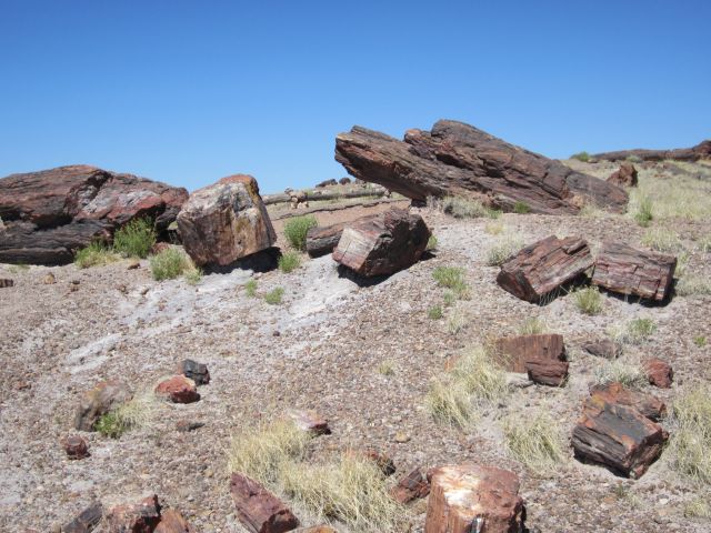 Petrified Forest National Park