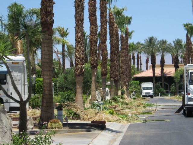 Palm tree debris