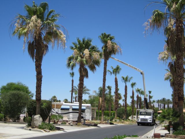 Trimming palm trees