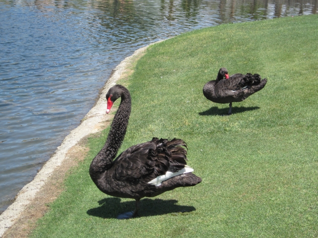 Black swans