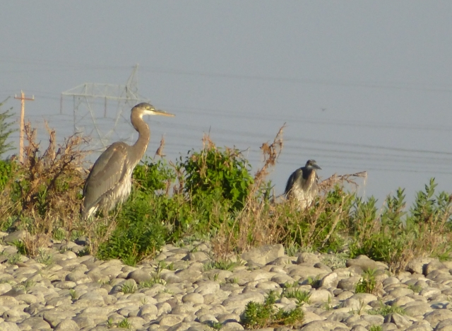 Blue herons