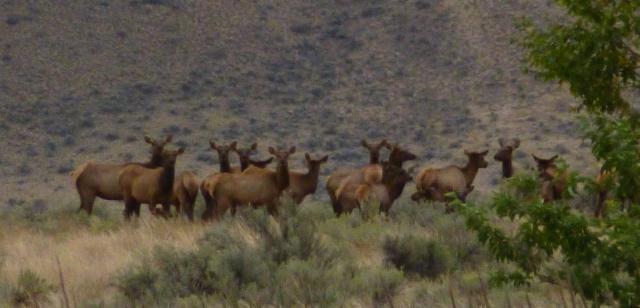 Elk