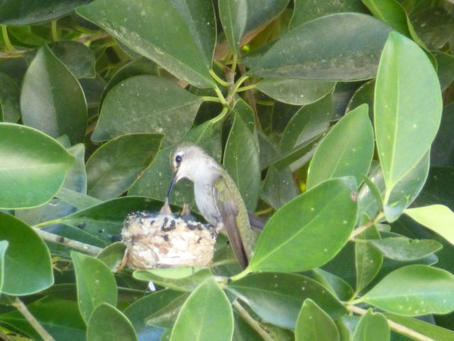 Hummingbird