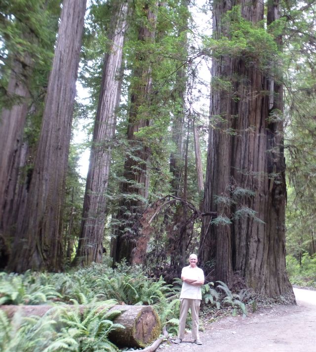 redwoods