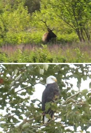 Bull Elk and Eagle