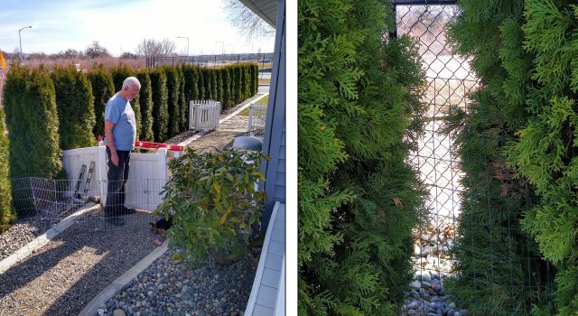 Fence and hedge