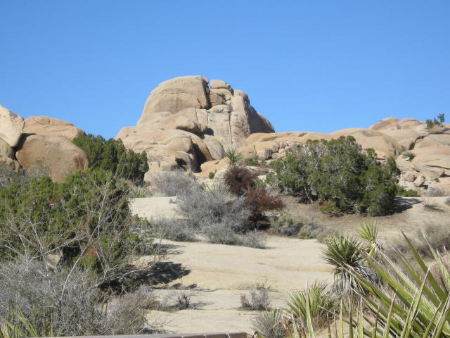 Joshua Tree