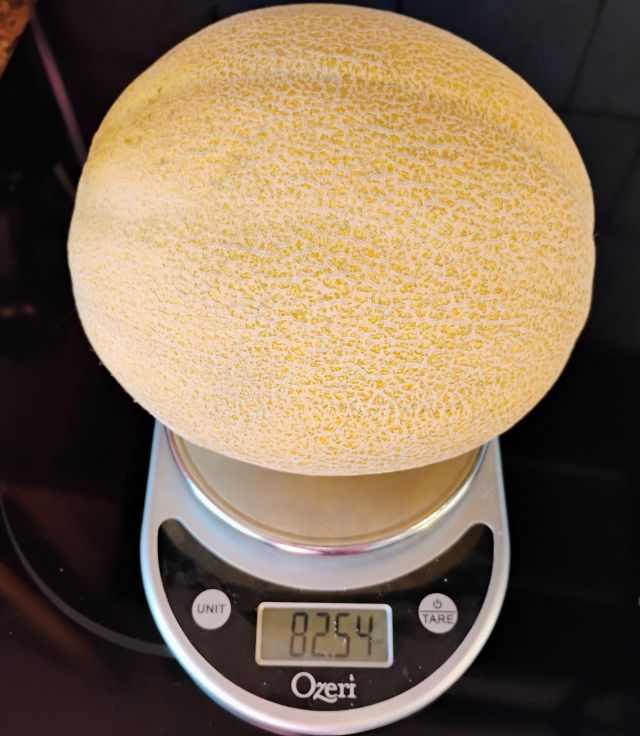 Cantalope