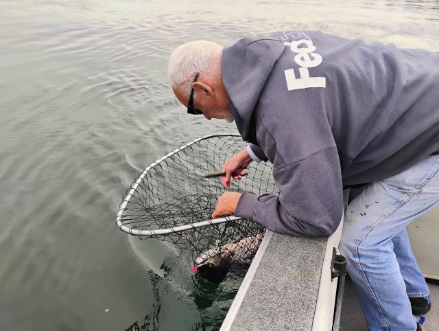 Jim releasing salmon