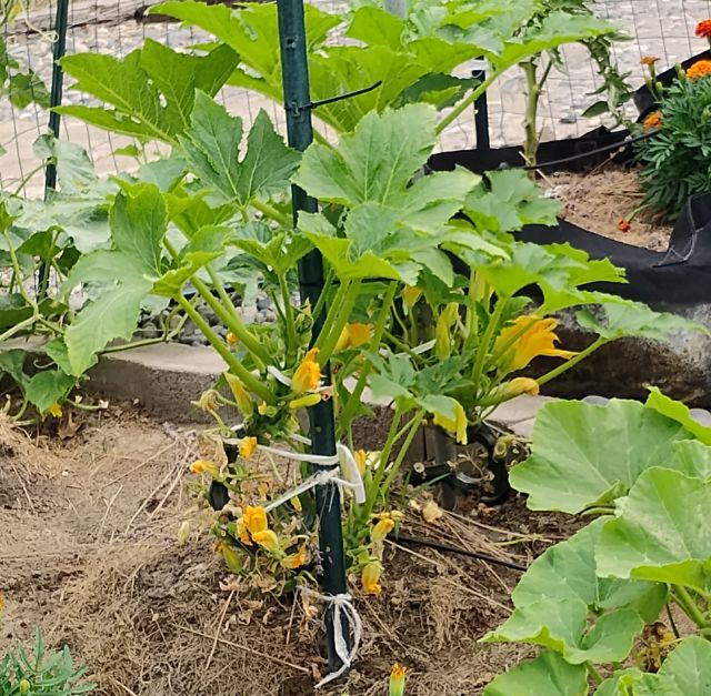 Vertical squash plants