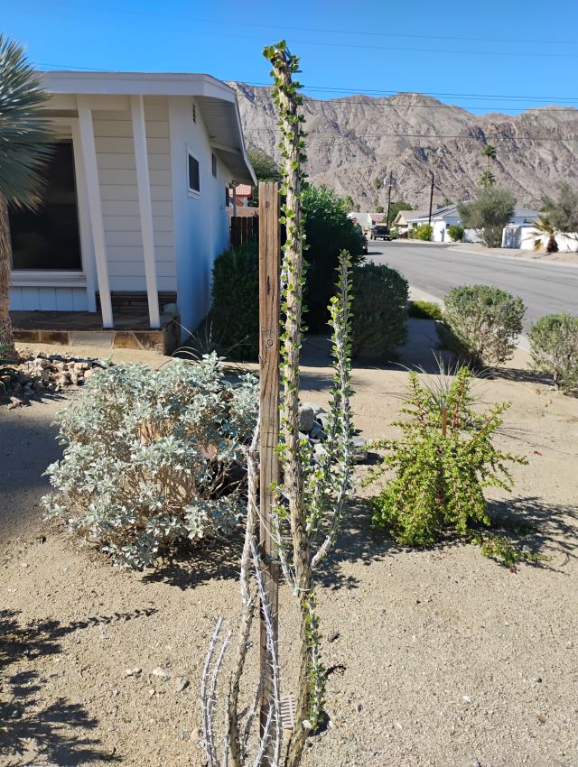 Ocotillo