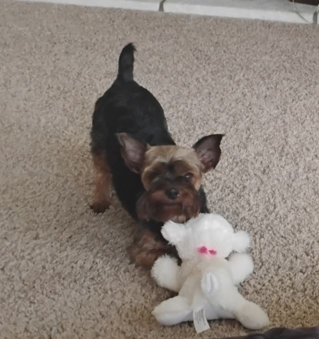 bo