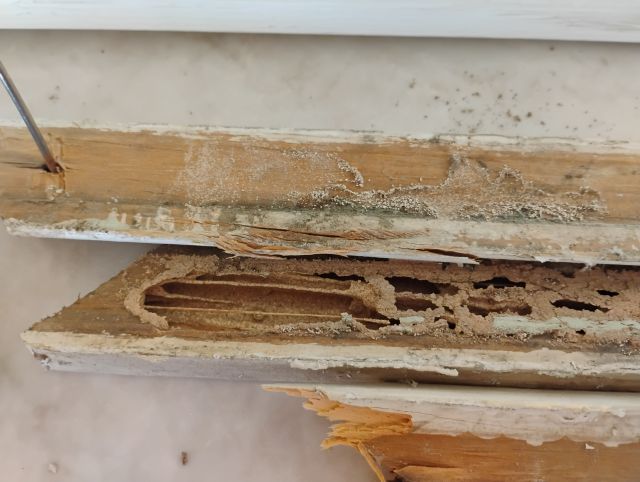 Termite damage