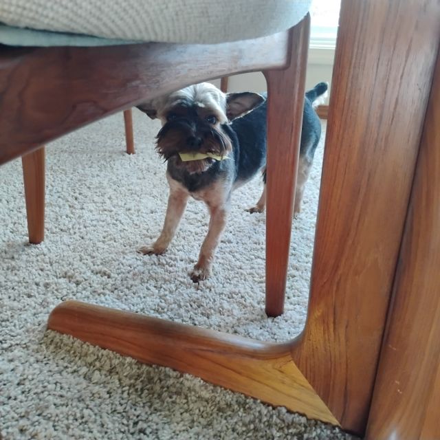 Bo