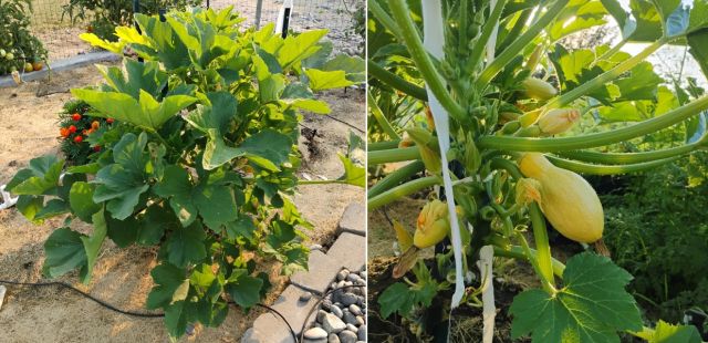 Healthy squash plants