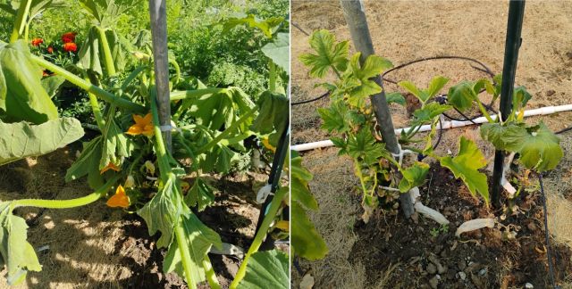 Sick squash plants