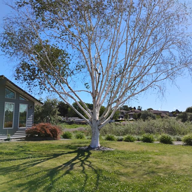 Birch Tree