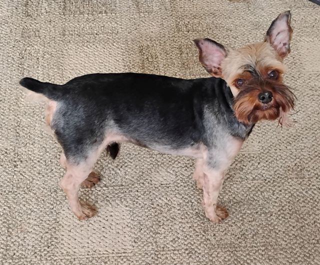 Bo