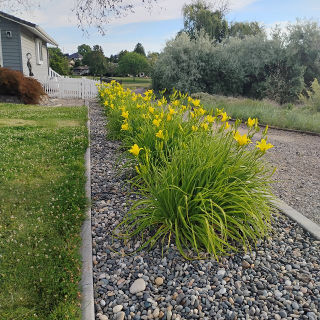 Day Lilies