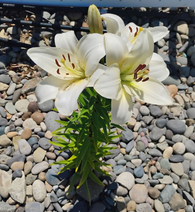 Lily