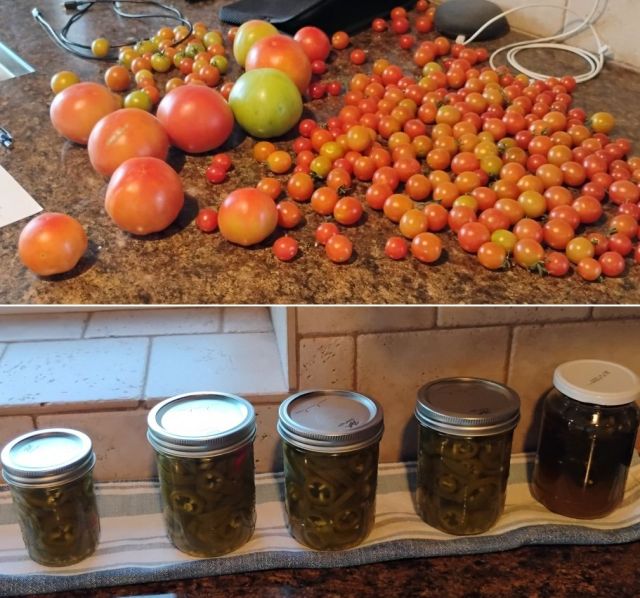 Last harvest