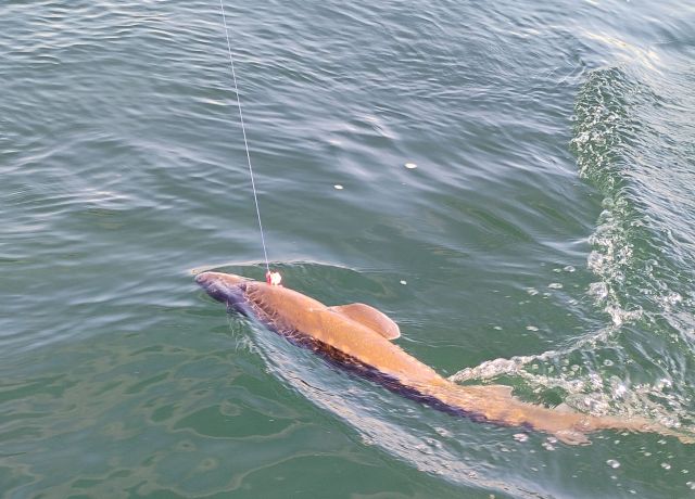 Sturgeon